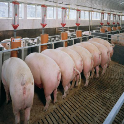 From 10 Pigs to a Thriving Hub: The Success Story of the Imo State IPID Piggery Farm Project